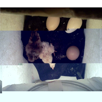 polli.jpg (96.38 KiB) Osservato 352 volte polli.jpg