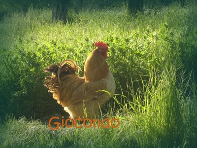 Giocondo 2012 - IMG_7085.jpg (208.44 KiB) Osservato 1488 volte Giocondo 2012 - IMG_7085.jpg