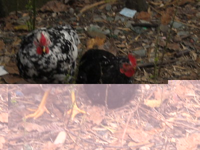 DSCN1264.JPG (115.39 KiB) Osservato 471 volte DSCN1264.JPG