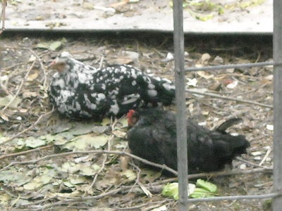 DSCN1265.JPG (112.83 KiB) Osservato 471 volte DSCN1265.JPG