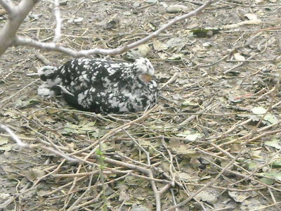 DSCN1266.JPG (107.69 KiB) Osservato 471 volte DSCN1266.JPG