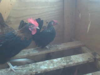 P10-17-12_16.22.JPG P10-17-12_16.22.JPG