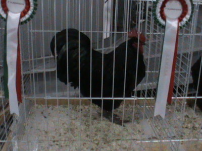 Campione di razza Australorp e vincitore del Best in Show / campione Australorp e best in Show.JPG campione Australorp e best in Show.JPG