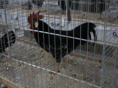 Uno dei tre campioni di razza Ancona / campione Ancona 1.JPG campione Ancona 1.JPG