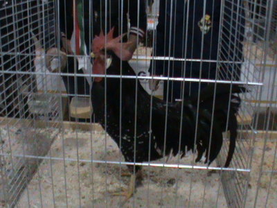 Terzo campione razza Ancona / campione Ancona 2.JPG campione Ancona 2.JPG