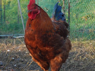 SAM_4986.JPG (234.3 KiB) Osservato 576 volte SAM_4986.JPG