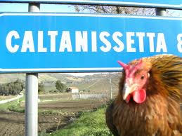 cornuta.jpg cornuta.jpg