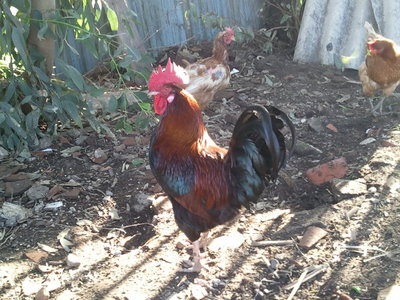 gallo.jpg (246.07 KiB) Osservato 552 volte gallo.jpg