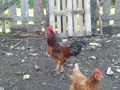 Giallo.jpg (231.25 KiB) Osservato 552 volte Giallo.jpg