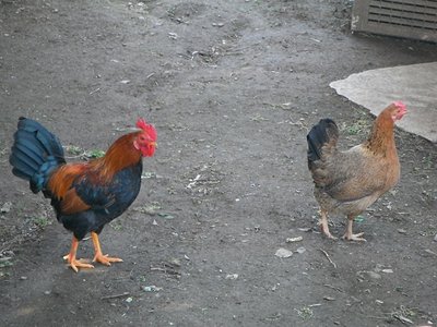 DSCF4396.JPG (209.34 KiB) Osservato 765 volte DSCF4396.JPG