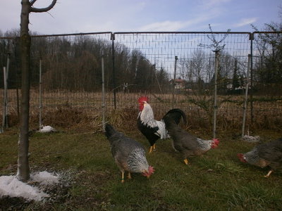 Portamento naturale / P1270019.JPG P1270019.JPG