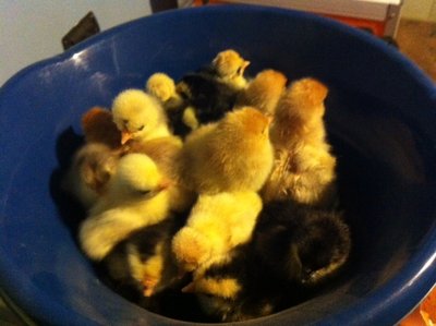 image.jpg (94.23 KiB) Osservato 708 volte image.jpg