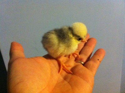 image.jpg (100.87 KiB) Osservato 708 volte image.jpg