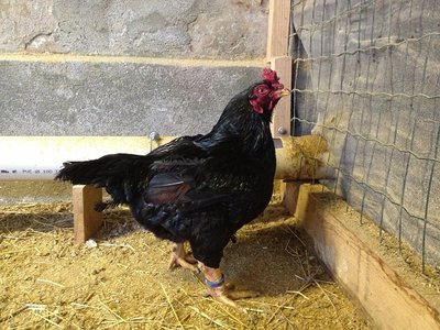 1 corn.JPG (163.31 KiB) Osservato 917 volte 1 corn.JPG