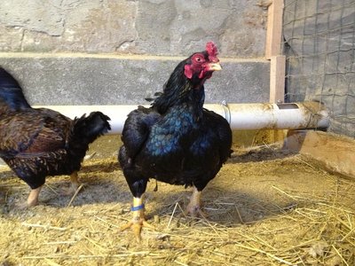 2 corn.JPG (154.25 KiB) Osservato 917 volte 2 corn.JPG