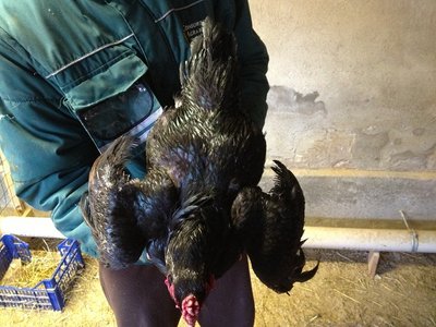 3 corn.JPG (135.65 KiB) Osservato 917 volte 3 corn.JPG