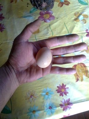 Immag0244.JPG (93.26 KiB) Osservato 1569 volte Immag0244.JPG