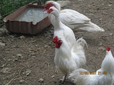 IMG_1189.JPG (84.35 KiB) Osservato 509 volte IMG_1189.JPG