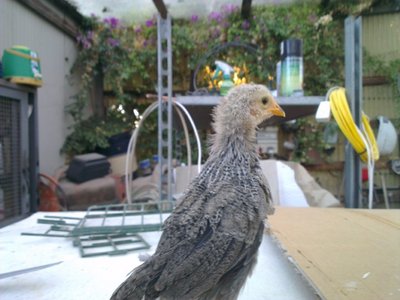 livorno primo.jpg (97.18 KiB) Osservato 614 volte livorno primo.jpg