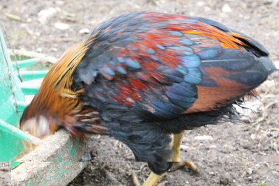 IMG_0328.JPG (240.45 KiB) Osservato 625 volte IMG_0328.JPG