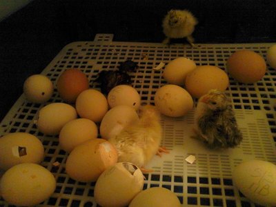 DSC_0132.jpg (152.76 KiB) Osservato 654 volte DSC_0132.jpg