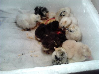 DSC_0138.jpg (106.18 KiB) Osservato 684 volte DSC_0138.jpg