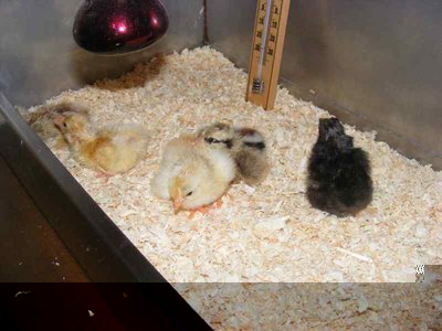 Dscf1713.jpg (34.21 KiB) Osservato 1066 volte Dscf1713.jpg