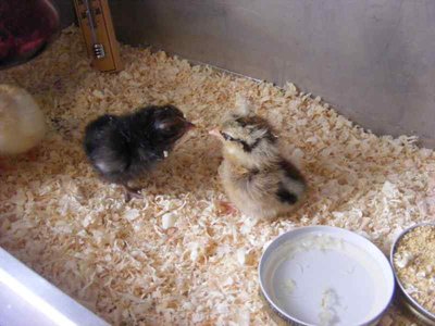 Dscf1718.jpg (35.94 KiB) Osservato 1066 volte Dscf1718.jpg