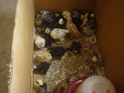 nati il 16 marzo / DSC03823.JPG DSC03823.JPG