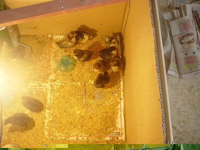 nati il 31 marzo / DSC03825.JPG DSC03825.JPG