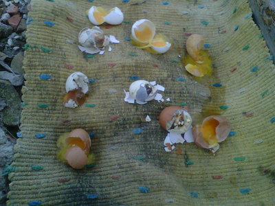 IMG00223-20130407-1628.jpg (86.57 KiB) Osservato 809 volte IMG00223-20130407-1628.jpg