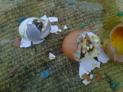 IMG00224-20130407-1629.jpg (80.73 KiB) Osservato 809 volte IMG00224-20130407-1629.jpg