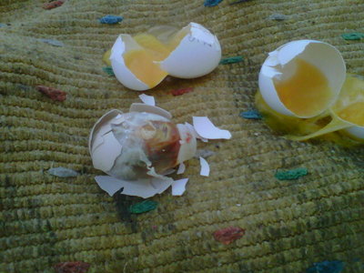 IMG00225-20130407-1629.jpg (75.72 KiB) Osservato 811 volte IMG00225-20130407-1629.jpg