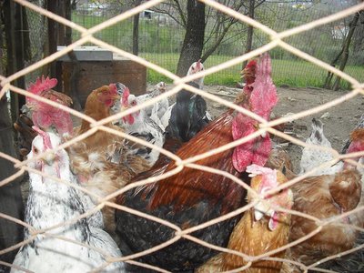 222000.JPG (112.72 KiB) Osservato 368 volte 222000.JPG