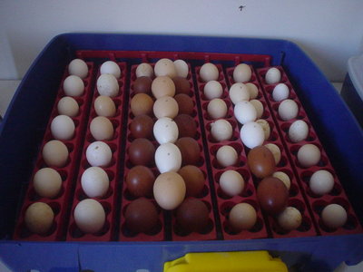 DSC03872.JPG (60.77 KiB) Osservato 626 volte DSC03872.JPG