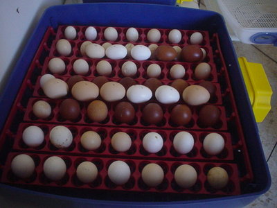 DSC03873.JPG (60.33 KiB) Osservato 626 volte DSC03873.JPG