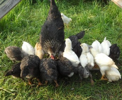 schiuse 2013 041.jpg (101.06 KiB) Osservato 1274 volte schiuse 2013 041.jpg