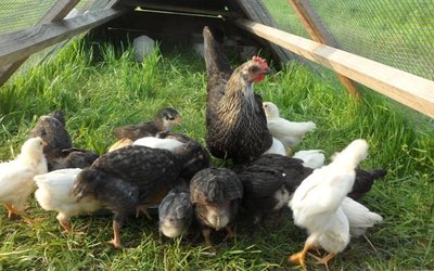 schiuse 2013 047.jpg (92.62 KiB) Osservato 1274 volte schiuse 2013 047.jpg