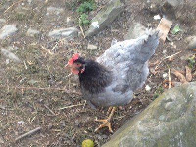 foto(25).JPG (156.5 KiB) Osservato 582 volte foto(25).JPG