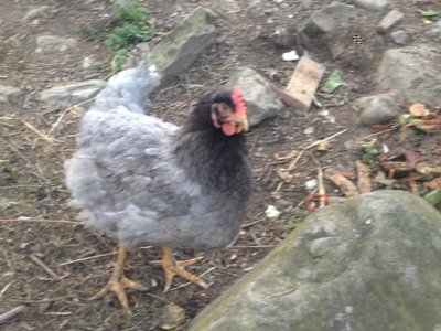 foto(23).JPG (140.95 KiB) Osservato 582 volte foto(23).JPG