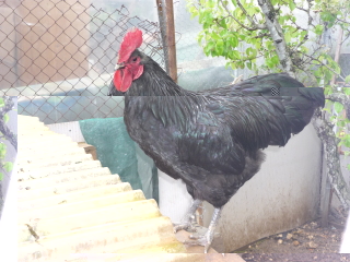 gallo australorp.jpg gallo australorp.jpg