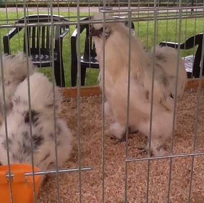 image.jpg (121.75 KiB) Osservato 639 volte image.jpg