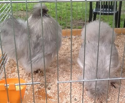 image.jpg (150.3 KiB) Osservato 639 volte image.jpg