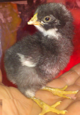 1367270562119.jpg 1367270562119.jpg