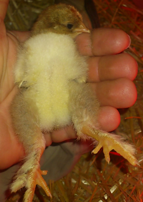 1367270561965.jpg 1367270561965.jpg