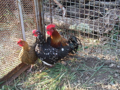 galline.jpg (175.4 KiB) Osservato 746 volte galline.jpg