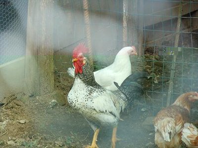 DSCN2488.jpg (89.4 KiB) Osservato 669 volte DSCN2488.jpg