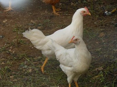 DSCN2491.jpg (93.4 KiB) Osservato 667 volte DSCN2491.jpg