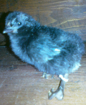 a.gif (149 KiB) Osservato 4220 volte a.gif