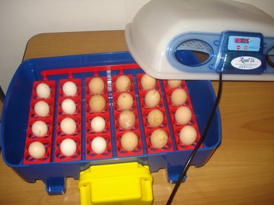 DSC00321 (Custom).JPG (105.02 KiB) Osservato 1596 volte DSC00321 (Custom).JPG